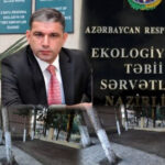 Ağstafada “yaşıl terror” davam edir: Qalan iki ağac da kəsildi – VİDEO