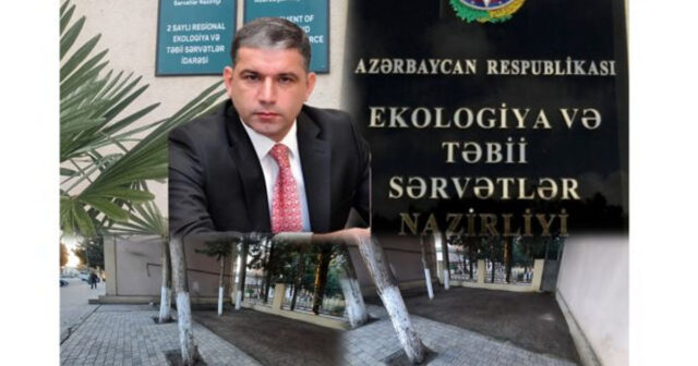 Ağstafada “yaşıl terror” davam edir: Qalan iki ağac da kəsildi – VİDEO