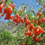 Goji berry nədir? – Goji giləmeyvəsinin faydaları