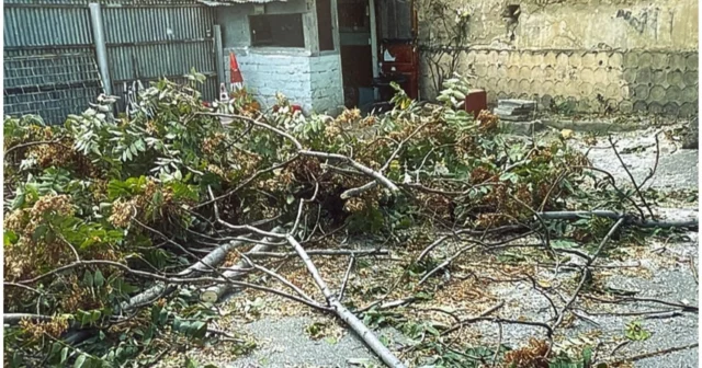 Bakıda ağac kəsiminə görə 4 nəfər saxlanıldı