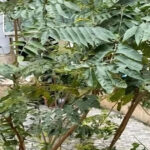 Bakıda geniş yayılan bu ağacın ziyanı faydasından çoxdur – İDDİA