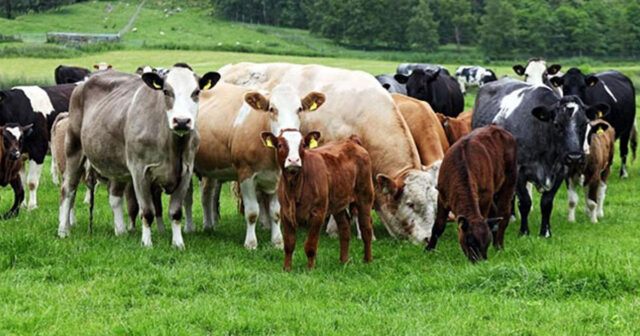 Ət bazarında canlanma – Qiymətlər UCUZLAŞACAQ? – VİDEO