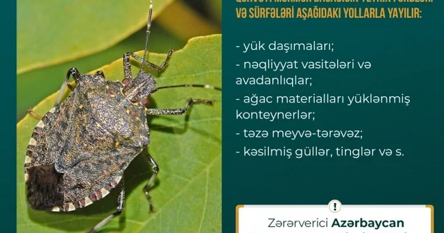 Şəki-Zaqatala bölgəsini zərərverici həşəratlar “zəbt edib”: Dövlət qurumundan TÖVSİYƏ