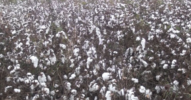 İmişlidə pambıqyığan kombayn çatışmazlığı yaşanır, məhsul itkiyə gedir – VİDEO İmişlidə pambıqyığan kombayn çatışmazlığı yaşanır, məhsul itkiyə gedir – VİDEO