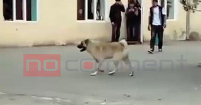 Goranboyda dərs vaxtı it xadiməçini dişləyib – FOTO Goranboyda dərs vaxtı it xadiməçini dişləyib – FOTO