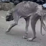 Bakıda bu heyvan görənləri şok etdi – VİDEO Bakıda bu heyvan görənləri şok etdi – VİDEO
