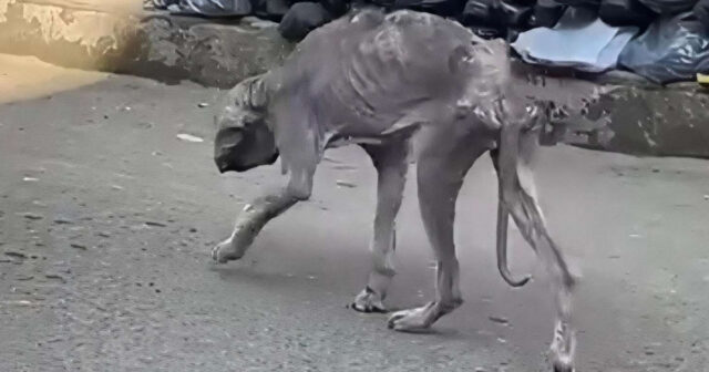 Bakıda bu heyvan görənləri şok etdi – VİDEO Bakıda bu heyvan görənləri şok etdi – VİDEO