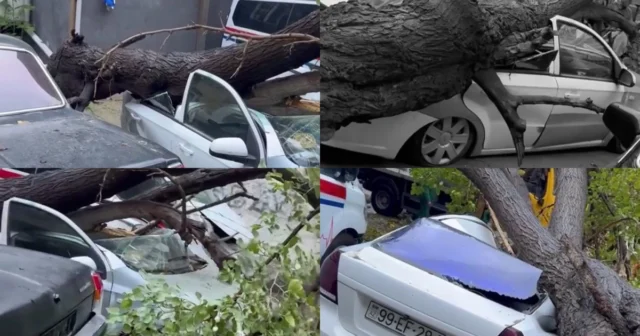 Bakıda ağac avtomobilin üzərinə aşdı – VİDEO Bakıda ağac avtomobilin üzərinə aşdı – VİDEO