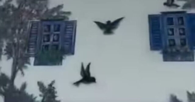 Zəngilandakı evinin divarında sənət əsəri yaratdı – VİDEO