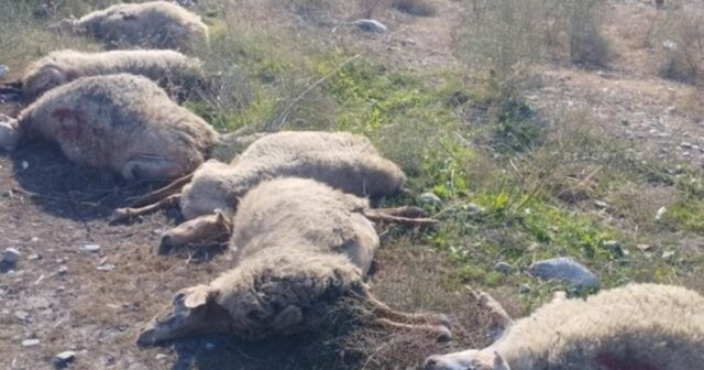 Kürdəmirdə mikroavtobus heyvan sürüsünə çırpılıb, 10 baş qoyun tələf olub Kürdəmirdə mikroavtobus heyvan sürüsünə çırpılıb, 10 baş qoyun tələf olub