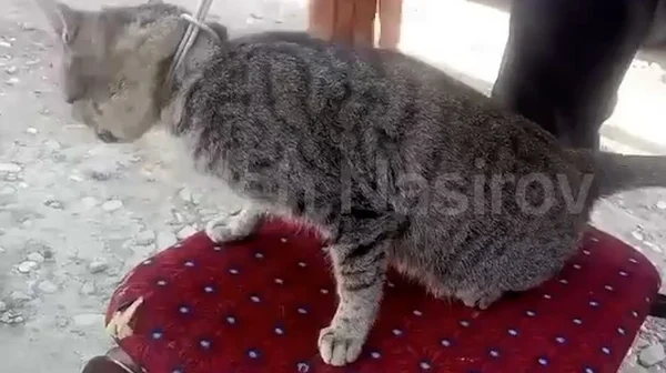 Kürdəmirdə dəhşət: göyərçinlərə görə pişiyi asdı – VİDEO Kürdəmirdə dəhşət: göyərçinlərə görə pişiyi asdı – VİDEO