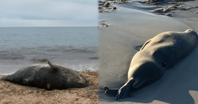 “Suitlərin sayı 1 milyondan 100 minə düşüb” – Xəzərdə nə baş verir? “Suitlərin sayı 1 milyondan 100 minə düşüb” – Xəzərdə nə baş verir?