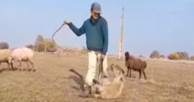 Samuxda heyvana işgəncə verdi, tutuldu