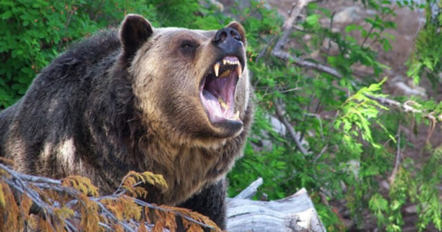 Kəlbəcərdə ayı kəndə hücum etdi