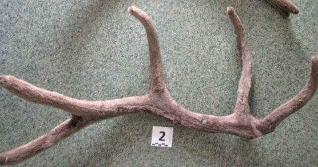 Nəsli kəsilən heyvanın buynuzunu Bakıya gətirmək istədi – Saxlanıldı Nəsli kəsilən heyvanın buynuzunu Bakıya gətirmək istədi – Saxlanıldı