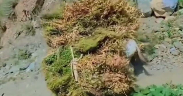 Eşşək üzərinə yüklənən kol-kos – vicdanı sarsıdan görüntü – VİDEO Eşşək üzərinə yüklənən kol-kos – vicdanı sarsıdan görüntü – VİDEO