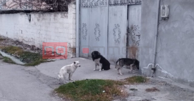 Sakinlər üçün təhlükə saçan SAHİBSİZ KÜÇƏ İTLƏRİ: Ərazidən niyə yığışdırılmırlar? –Kürdəmirdən XÜSUSİ REPORTAJ Sakinlər üçün təhlükə saçan SAHİBSİZ KÜÇƏ İTLƏRİ: Ərazidən niyə yığışdırılmırlar? –Kürdəmirdən XÜSUSİ REPORTAJ