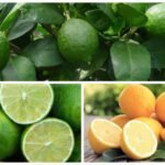 Ölkəyə gətirilən 15 983 ton limon və laym: Bu sitrusları bir-birindən ayıra bilirsiniz?