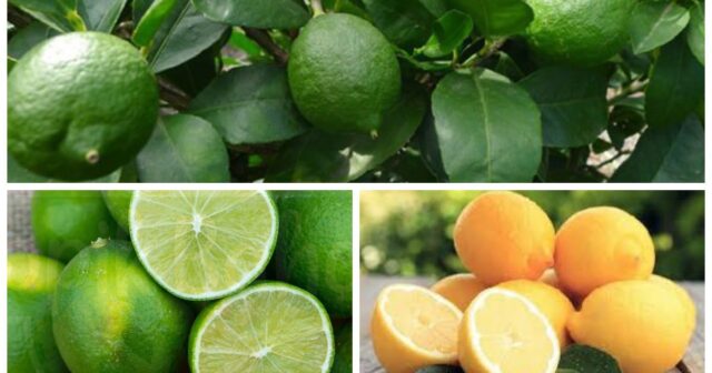 Ölkəyə gətirilən 15 983 ton limon və laym: Bu sitrusları bir-birindən ayıra bilirsiniz?