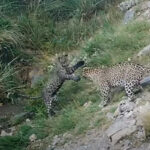 Zəngəzurda bəbir balaları – VİDEO