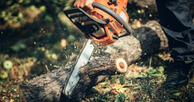 Qanunsuz ağac kəsən şəxs məsuliyyətə cəlb olundu Qanunsuz ağac kəsən şəxs məsuliyyətə cəlb olundu