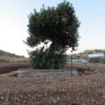 İsraildə nəyə görə Qarğad çox əkilir?