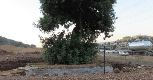 İsraildə nəyə görə Qarğad çox əkilir?