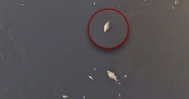 Abşeron kanalında balıqlar tələf oldu – VİDEO