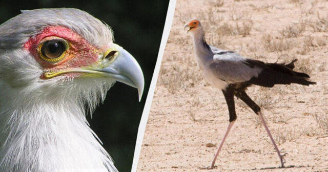 Görünüşü durna, gücü qartal: Unikal quş ovunu bir ayaq zərbəsi ilə məhv edir Görünüşü durna, gücü qartal: Unikal quş ovunu bir ayaq zərbəsi ilə məhv edir