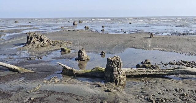 Lənkəranda MÖCÜZƏ: Xəzər dənizində “itmiş meşə” üzə çıxdı – FOTOLAR Lənkəranda MÖCÜZƏ: Xəzər dənizində “itmiş meşə” üzə çıxdı – FOTOLAR
