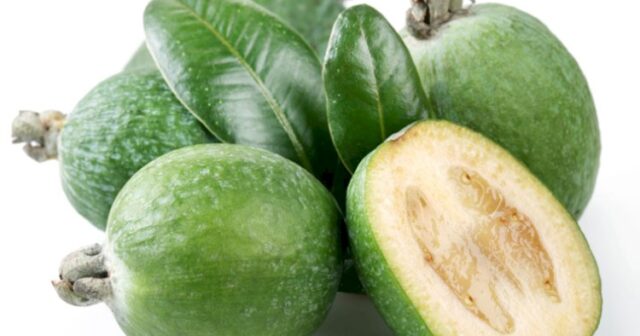 Feyxoanın AĞLASIĞMAZ FAYDALARI Feyxoanın AĞLASIĞMAZ FAYDALARI