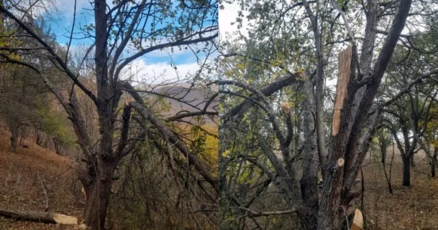 Təbiətə qənim kəsilənlər: Kəlbəcərdə ağacları kim qırır?.. FOTO / VİDEO Təbiətə qənim kəsilənlər: Kəlbəcərdə ağacları kim qırır?.. FOTO / VİDEO