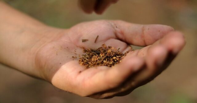 Bu ölkədə tütün qadağası tətbiq edilib Bu ölkədə tütün qadağası tətbiq edilib