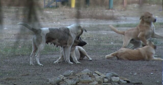 Ucarda sahibsiz itlər 61 yaşlı kişiyə hücum etdi – Son durumu… / FOTOLAR Ucarda sahibsiz itlər 61 yaşlı kişiyə hücum etdi – Son durumu… / FOTOLAR