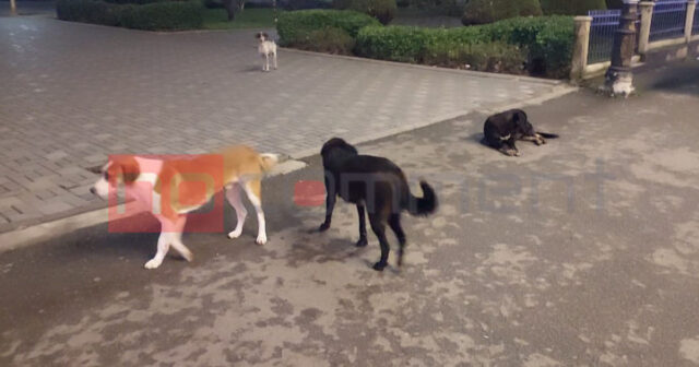 Lənkəranda, gecə ki, oldu küçə itləri “hücuma keçir” – FOTO