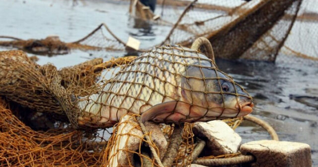 Qanunsuz balıq ovu edənləri bu qədər cəza gözləyir – Vəkil Qanunsuz balıq ovu edənləri bu qədər cəza gözləyir – Vəkil