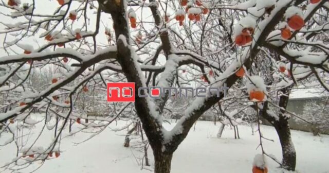 Şəkiyə güclü qar yağır – VİDEO