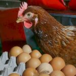 “Kənd toyuğu” fırıldağı: Alıcılar necə aldadılır?