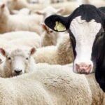 Bakıda bütün ət növləri bahalaşdı – Dodaq uçuqladan qiymətlər