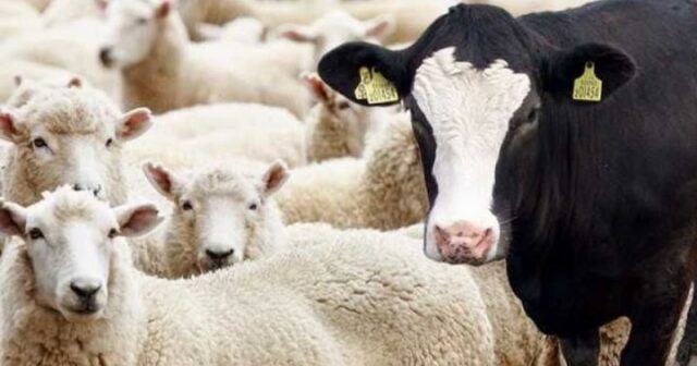 Bakıda bütün ət növləri bahalaşdı – Dodaq uçuqladan qiymətlər