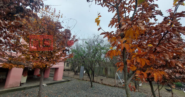 Qışda alça yetişdi: Lənkəranda təbiət qaydaları pozdu – FOTO/VİDEO