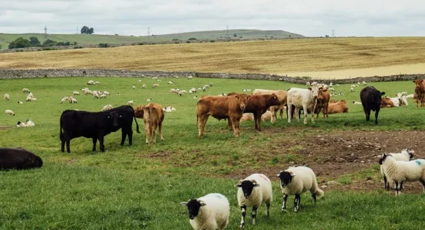 Ət bahalaşa bilər: Azərbaycanda heyvandarlıqda kəskin azalma