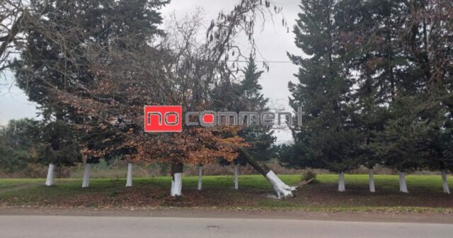 Lənkəranda irigövdəli ağac aşıb, rabitə xəttləri qırılıb – FOTO