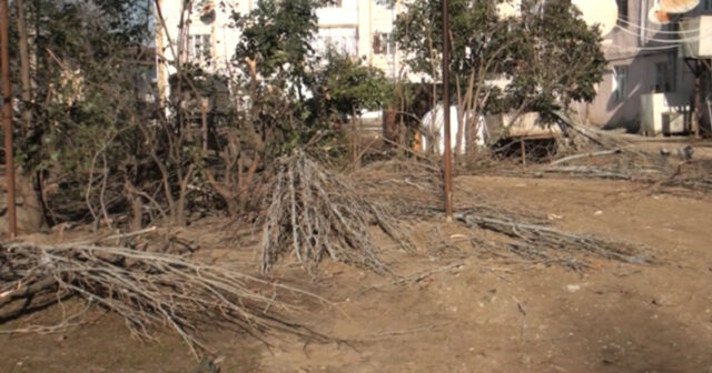 Tovuzda ağaclar kəsilib, yoxsa təbii hadisədən qırılıb? – VİDEO