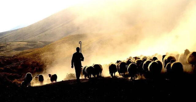 Çobanlar yarım milyonluq cinayətə görə TUTULDU