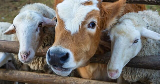 Ətin qiyməti dəyişəcək – Mühüm AÇIQLAMA