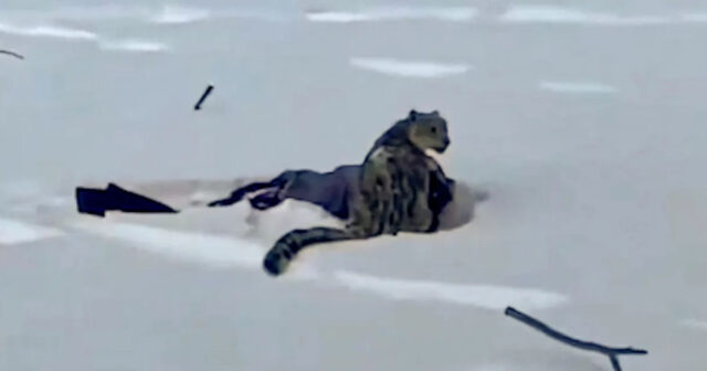 Qar bəbiri ilə foto çəkmək istəyən turist yaralandı – VİDEO