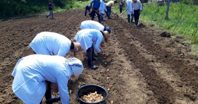 Azərbaycanda yetişən bu bitki qramına görə qızılı geridə qoyur – Əkən zəngin olur