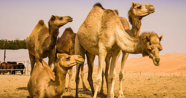 Dəvələrin də pasportu olacaq