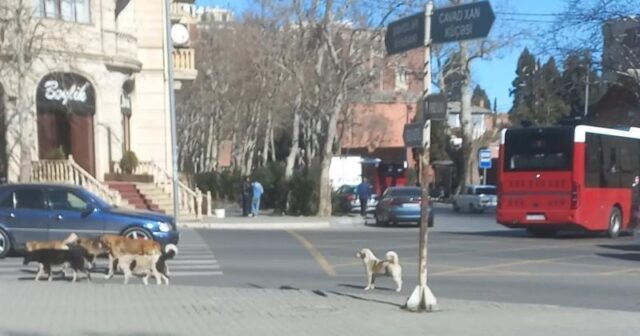 Gəncədə sahibsiz it problemi: sürü ilə gəzirlər… – sakinlər təhlükədə / VİDEO Gəncədə sahibsiz it problemi: sürü ilə gəzirlər… – sakinlər təhlükədə / VİDEO